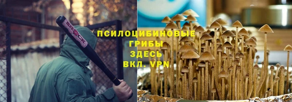 хмурый Аркадак